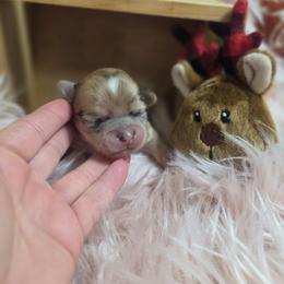 Hershey - Merle male Chihuahua puppy in Brooksville, Florida from Daystars Chihuahuas