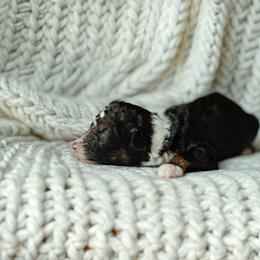 Drama - Black tri-color female Aussiedoodle puppy in Inman, South Carolina from Dark Corner Doodles