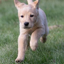 Labrador Retriever Puppies from Sun Ridge Labradors