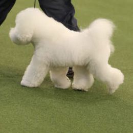 Bichon Frises from CHEZ CHAMONIX BICHONS