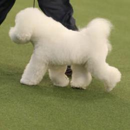 Bichon Frises from CHEZ CHAMONIX BICHONS