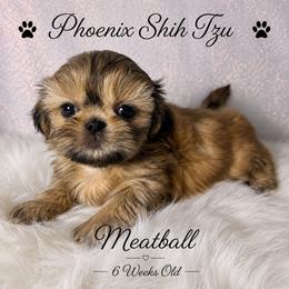 Meatball is the Tiniest in the Litter - Gold male Shih Tzu puppy in Hayden, Idaho from Phoenix Shih Tzu