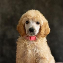 Pink Collar - Cream female Poodle puppy in Grimsley, Tennessee from Above Standard Poodles