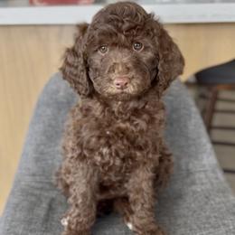 Golden - Chocolate female Goldendoodle puppy in St George, Utah from Doodle Bears of Southern Utah