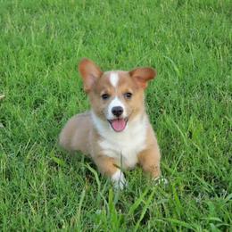 Jolteon - Sable male Pembroke Welsh Corgi puppy in Poteau, Oklahoma from Half-Pint Corgis