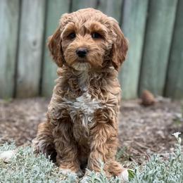 Luna Micro Mini - Red  female Goldendoodle puppy in Monument, Colorado from Colorado Dreamin Doodles