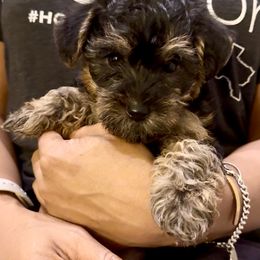 Orange Collar - Black and tan male Yorkipoo puppy in Mansfield, Texas from Eleven:11 Kennels