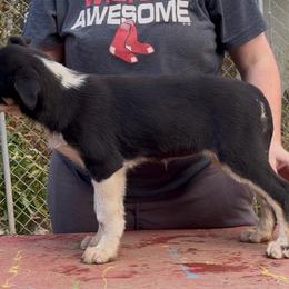 Klutina - female Alaskan Husky puppy in Wasilla, Alaska from Story Kennel