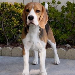 Maui - Beagle