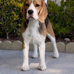 Maui - Beagle