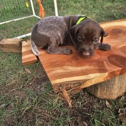 Boy 4 - Liver roan German Shorthaired Pointer puppy in Henderson, Texas from C4 Gun Dogs