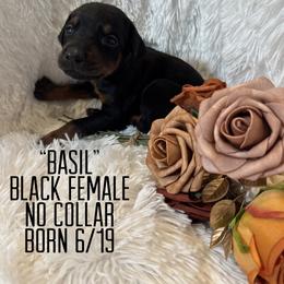 Basil - Black and rust female Doberman Pinscher puppy in Wellington, Ohio from Jessie (TDD, llc)