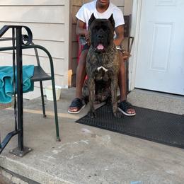 Cane Corso All Grown Up from Kyrell Johnson