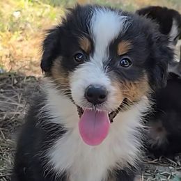 Koop - Black tri-color male Australian Shepherd puppy in Clinton, Missouri from RockyTop Hearts