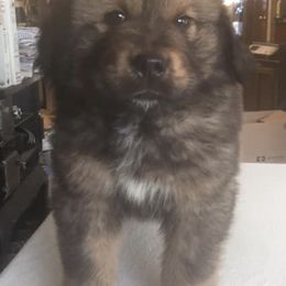 Tibetan Mastiffs from Endless Mtns Tibetan Mastiffs
