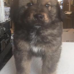 Tibetan Mastiffs from Endless Mtns Tibetan Mastiffs