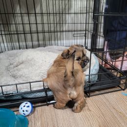 Shih Tzu Puppies from Chimera Shih Tzu