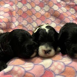 Portuguese Water Dog Puppies from Aguas De Seda PWD