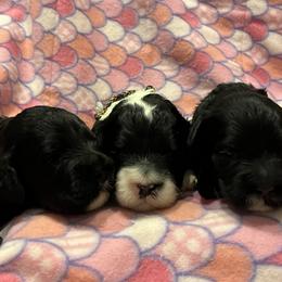 Portuguese Water Dog Puppies from Aguas De Seda PWD
