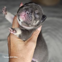 French Bulldog Puppies from Moss Frenchie's Home