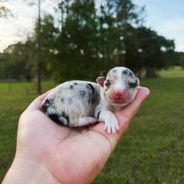 Chanel (Financing available) - Blue merle and white female American Corgi puppy in Inverness, Florida from Canaan Farm Corgis
