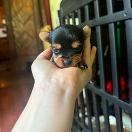 Pixie - Black and tan female Yorkshire Terrier puppy in Navarre, Florida from KAYY services