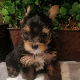 Graham - Black and tan male Yorkshire Terrier puppy in Hot Springs, Arkansas from Kimberly's Lovable Littles