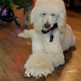 Cockapoos and Poodles from FurEver Young Kennels