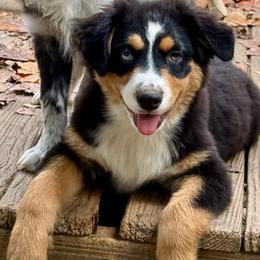 Maeve - Black tri female Miniature Australian Shepherd puppy in Patterson, North Carolina from DreamLine Aussies