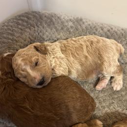 Champ - Red  male Poodle puppy in Akeley, Minnesota from Blessed Acres Miniature Poodles