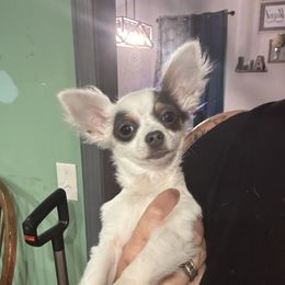 Molly - Chihuahua