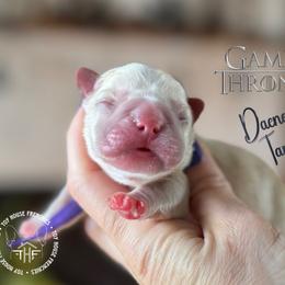 Got - Cream female French Bulldog puppy in Salem, Oregon from Toy House Frenchies