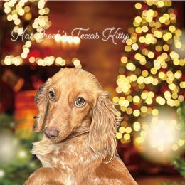 Kitty - Dachshund
