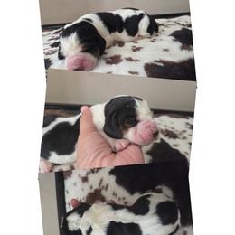 Chloe - Black white and brown female Basset Hound puppy in Denison, Texas from Emma Lou's Baby Bassets