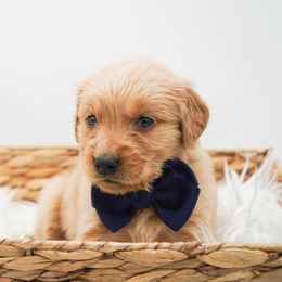 Maple - Dark golden male Golden Retriever puppy in Elmwood Park, Illinois from HuskiesAndGoldensWithFinesse
