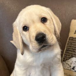 Boy 2 - Labrador Retriever puppy in Colorado from Armory Labradors