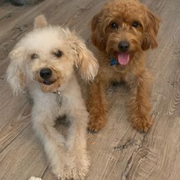 Labradoodles from Cook Doodles