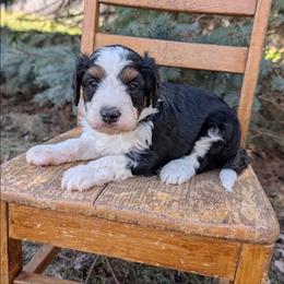 Bamm-Bamm - Black tri-color male Aussiedoodle puppy in Lake Bronson, Minnesota from Jupiter Doodles