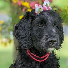 Ursula - Phantom Goldendoodle puppy in Tennessee from Middle Tennessee Golden Doodles