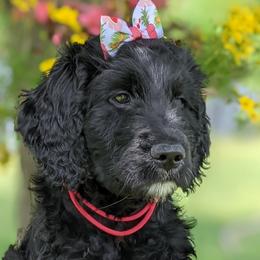 Ursula - Phantom Goldendoodle puppy in Tennessee from Middle Tennessee Golden Doodles