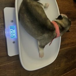 Siberian Husky Puppies from Alexandra's Siberian Huskies