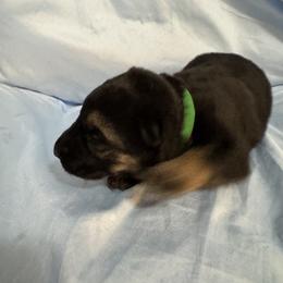 Green - Black and tan female German Shepherd puppy in La Follette, Tennessee from Moore German Shepherds