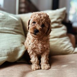 Lucy - Apricot female Goldendoodle puppy in Fountain Valley, California from Fountain Valley Doodles