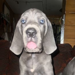Black ribbon blue boy - Blue male Great Dane puppy in Georgia from Night Magic Danes