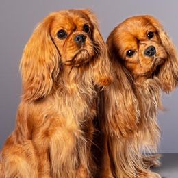 Cavalier King Charles Spaniels from Meadowlake Cavaliers