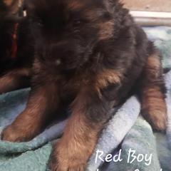 German Shepherd Puppies from Minerd Ranch