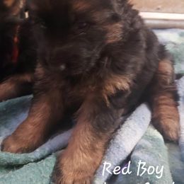 German Shepherd Puppies from Minerd Ranch