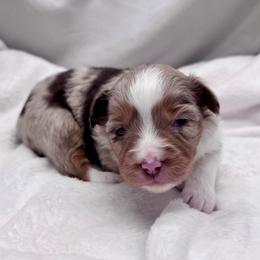 Florence - Red merle female Toy Australian Shepherd puppy in Bly, Oregon from Apacheblus Toy Aussies