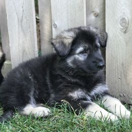Shiloh Shepherd Puppies from Echo Shilohs