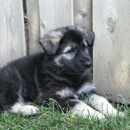 Shiloh Shepherd Puppies from Echo Shilohs